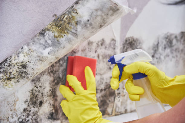 Biohazard Mold Removal in Calumet City, IL